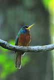 Blue-cheeked Jacamarborder=